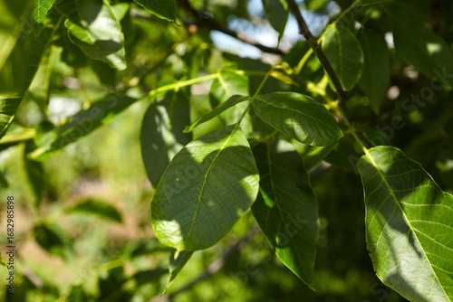 Wallpaper Mural Walnut tree leaves in vibrant green hues, showcasing intricate textures and natural patterns, surrounded by lush foliage and sunlight filtering through branches Torontodigital.ca