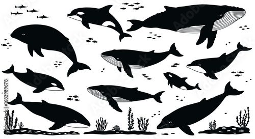 Silhouette collection of diverse whales in ocean habitat with aquatic plants and fishes