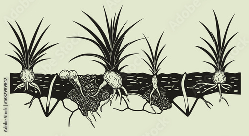 Underground plant roots and fungi in stylized black and white design