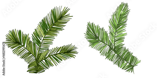 Fir branch illustration with vibrant green needles, conifer vector, hand drawn botanical clipart for invitations, posters, banners and designs