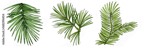 Fir branch illustration with vibrant green needles, conifer vector, hand drawn botanical clipart for invitations, posters, banners and designs