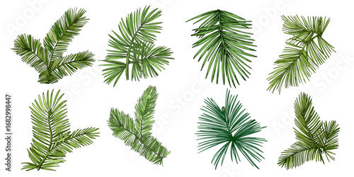 Fir branch illustration with vibrant green needles, conifer vector, hand drawn botanical clipart for invitations, posters, banners and designs