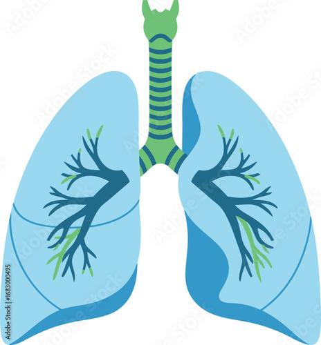 Human Lungs Anatomy Illustration in Flat Style