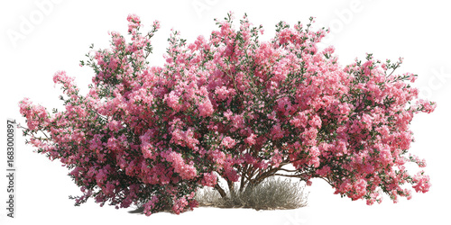 Fototapeta Naklejka Na Ścianę i Meble -  Lush pink flowering shrub