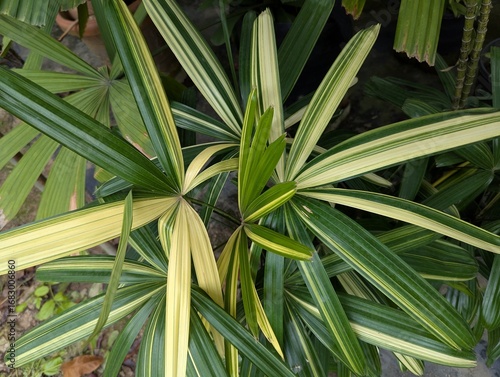 Fan shaped variegated leaves of Variegated Lady Palm (Rhapis excelsa Variegata)