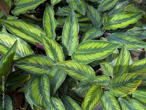 Close up of green with white stripes leaves of  Pin-stripe calathea (Calathea ornata) 