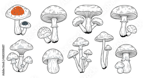Whimsical hand-drawn mushroom collection with vintage artistic style perfect for nature designs