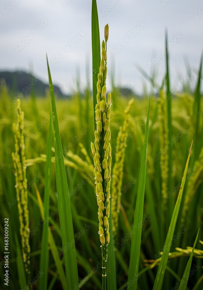 Obraz premium Rice Paddy Field Agriculture and Farming