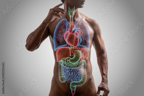 Human Internal Organs with Glow Effect on Muscular Body.