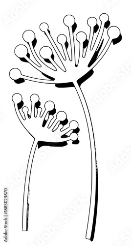 Elegant black and white line art of blooming dill flowers with subtle shadow details