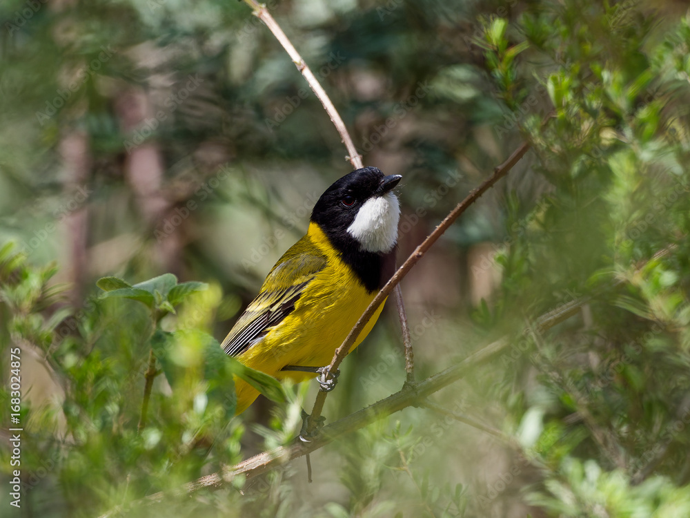 Naklejka premium Male Australian Golden Whistler (Pachycephala pectoralis) perched on a branch in dense woodland foliage.