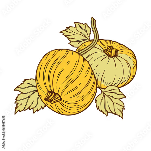 Yellow gourds with green leaves vector illustration autumn squash