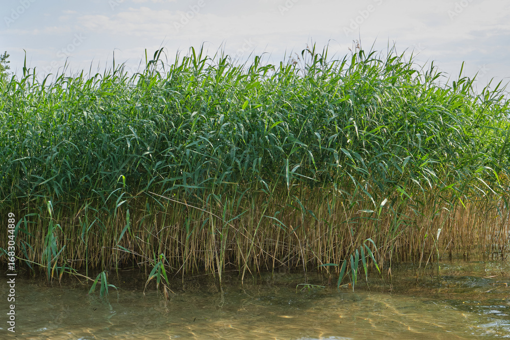 Obraz premium Tall marsh grasses reflected in clear water, evoking tranquility, eco minimalism, and nature preservation