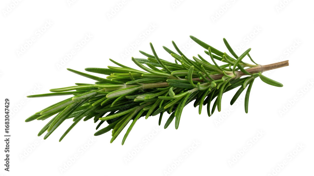 Fototapeta premium Fresh rosemary herb sprig isolated on white 