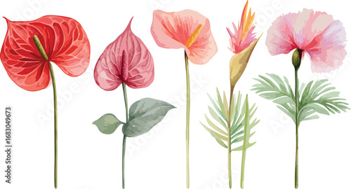 Collection of vibrant tropical flowers including anthurium and heliconia on white background