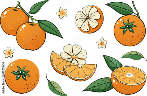 Fresh orange. Big vector collection of fresh oranges. Orange fruit isolated on white background.
