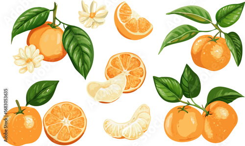 Fresh orange. Big vector collection of fresh oranges. Orange fruit isolated on white background.
