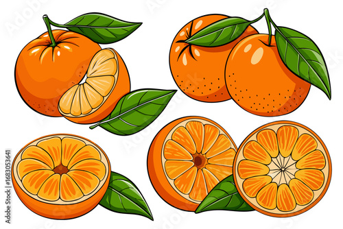 Fresh orange. Big vector collection of fresh oranges. Orange fruit isolated on white background.
