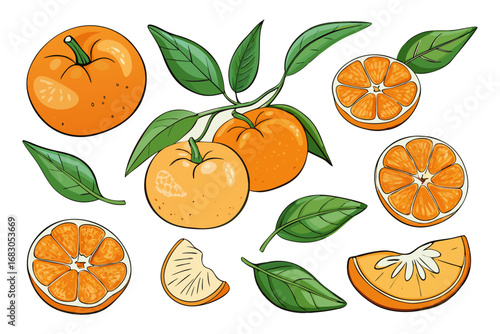 Fresh orange. Big vector collection of fresh oranges. Orange fruit isolated on white background.
