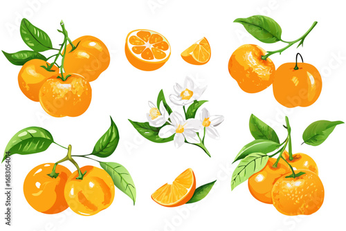 Fresh orange. Big vector collection of fresh oranges. Orange fruit isolated on white background.
