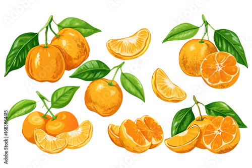 Fresh orange. Big vector collection of fresh oranges. Orange fruit isolated on white background.
