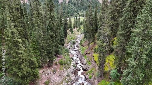 Aerial view of a mountain stream bed in Kyrgyzstan, surrounded by dense coniferous trees, as the drone flies upward from the valley near Barskoon waterfall.