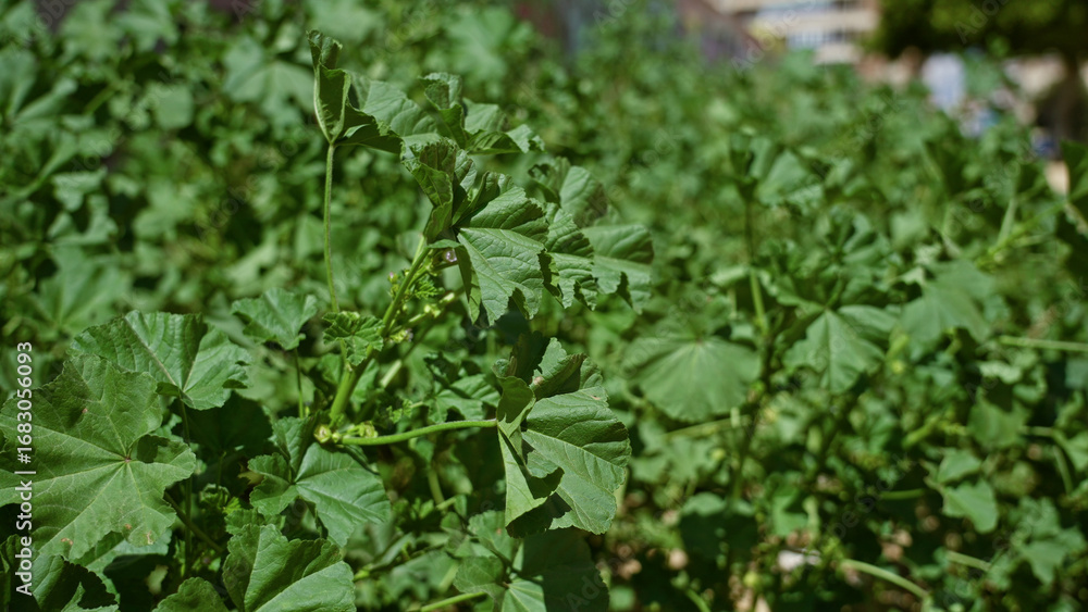 Lush green malva sylvestris growing outdoors in sunny torrevieja, spain, showcasing vibrant foliage and natural beauty under the bright sun. Lush green malva sylvestris growing outdoors in sunny torrevieja, spain, showcasing vibrant foliage and natural beauty under the bright sun.