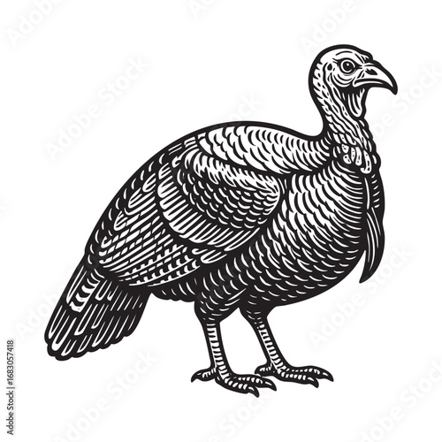 Engrave of turkey hand drawn graphic vector illustration