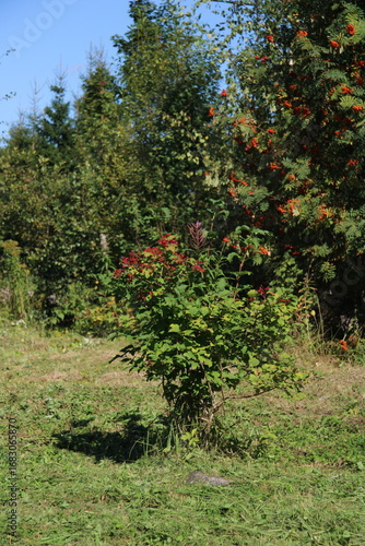 the bush is green against the background of trees