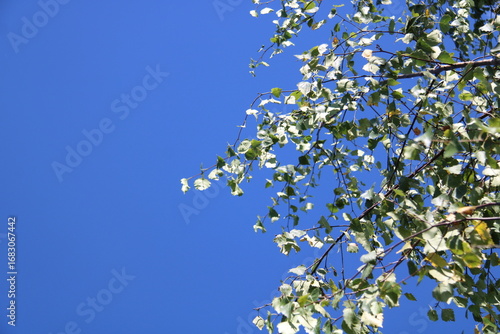 a birch branch with leaves against a blue sky,