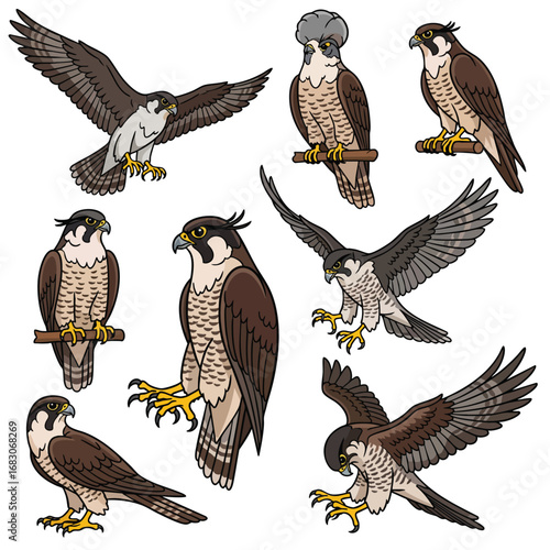 Set of detailed peregrine falcon illustrations in various dynamic poses including flying perching and hunting.