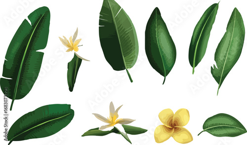 Collection of lush green tropical leaves and delicate yellow and white flowers isolated on white
