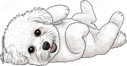 Bichon Frise doh lying rolling on back playful vector illustration