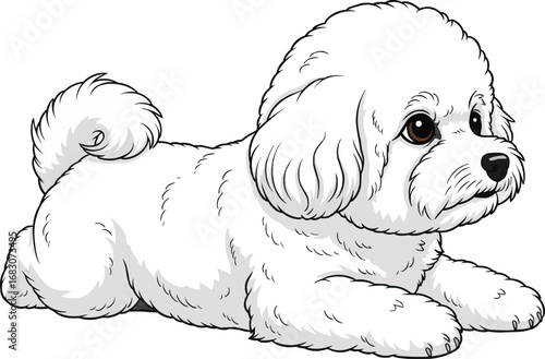 Bichon Frise dog lying down side view vector illustration