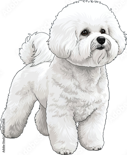 Bichon Frise dog standing in show pose cute vector illustration