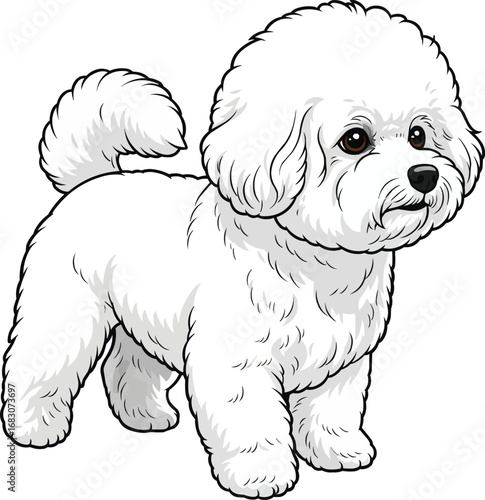 Bichon Frise dog standing alert looking away vector illustration