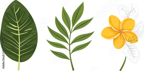Three isolated botanical elements a large dark green leaf a green branch and a yellow flower