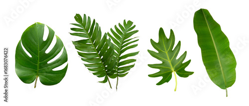 Banana, palm and monstera green leaf tropical plant isolated on white background.