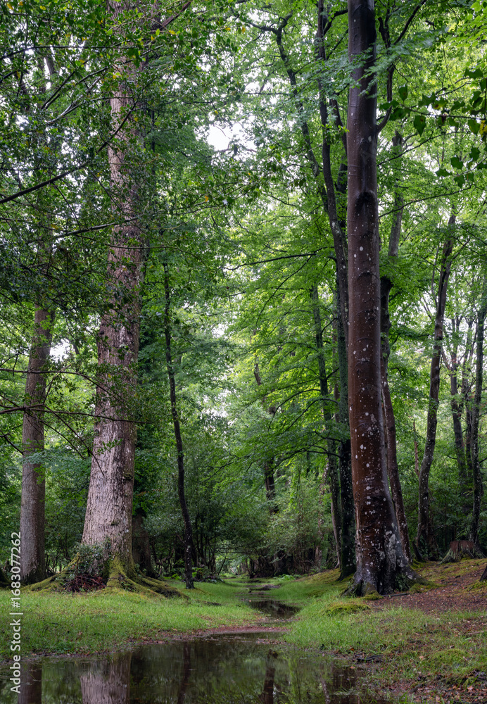 Naklejka premium puddle in lush green new forest in hampshire near brockenhurst