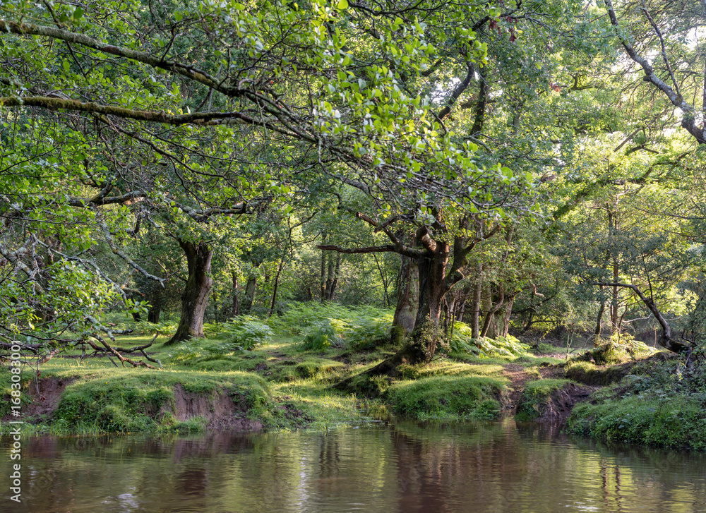 Fototapeta premium forest stream in british new forest national landscape
