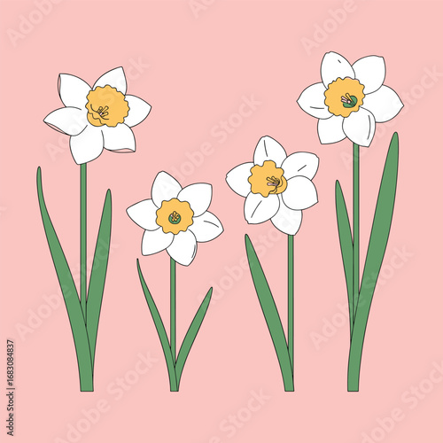A gentle spring awakening with beautiful white and yellow daffodil flowers