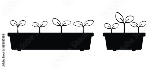 Flowers, plants growing tray. Cartoon growing seedling. Seedlings in a box. Propagate by cuttings. Saplings. Young seedling in ground and sprouts of plant. Vegetable seedlings growing at soil in pot. 