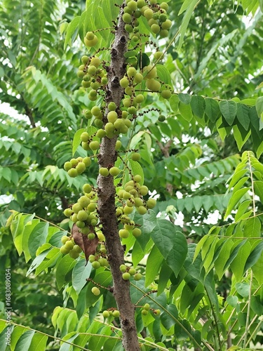 star gooseberry on tree in garden. star gooseberry on tree