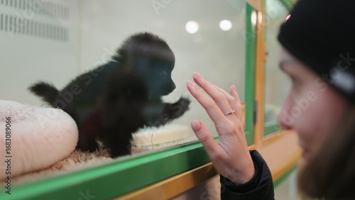 Young woman choosing a new pet in shop standing near cage with the small black puppy. Caucasian girl playing with Japanese Spitz behind the glass at animal store. Adorable fluffy small friend