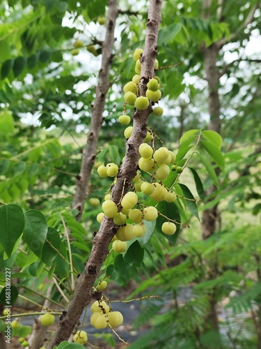 star gooseberry on tree in garden. star gooseberry on tree