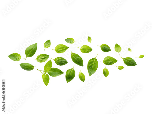 Fresh green basil leaves isolated on transparent background