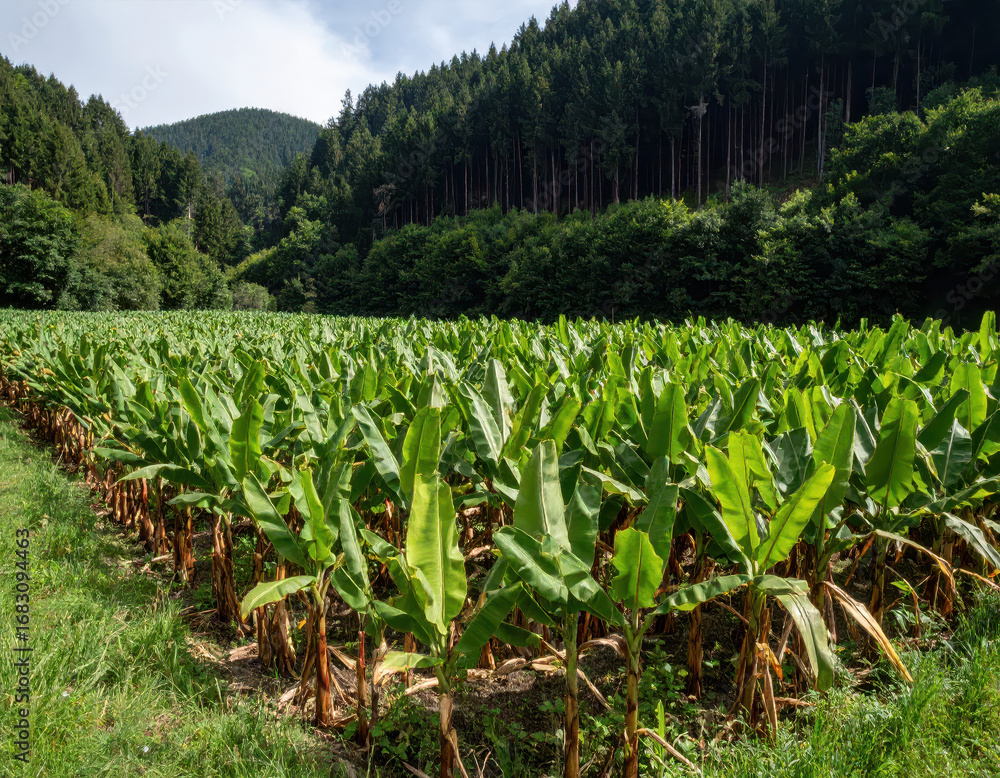 Fototapeta premium A plantation with banana trees in the middle of the Black Forest