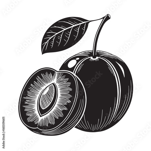 Black kakadu plum Silhouette Vector, High Quality Illustration on White Background
