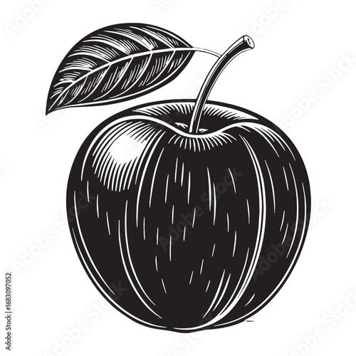 Black kakadu plum Silhouette Vector, High Quality Illustration on White Background
