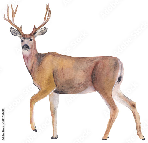 Mule deer hand-painted illustration Realistic animal as png file with transparent background
